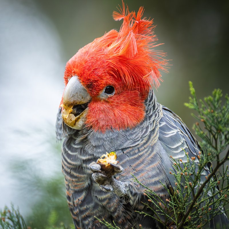 Wildlife Charismatic aussie birds photo 01