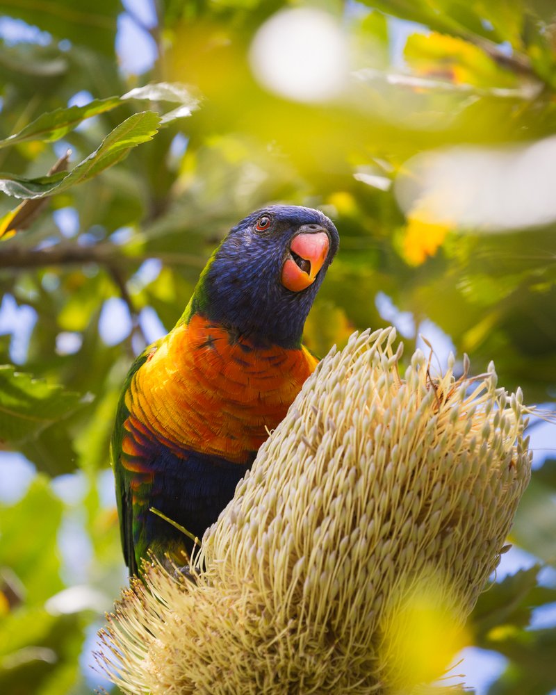 Wildlife Charismatic aussie birds photo 02