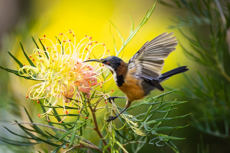 Wildlife Charismatic aussie birds photo 03